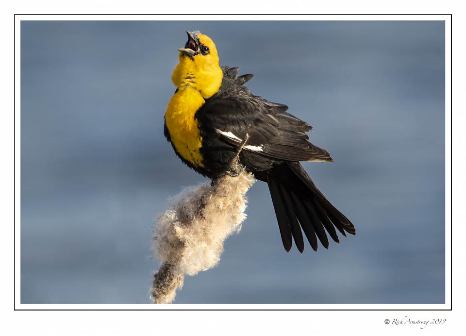 yellow-headed black bird 2.jpg